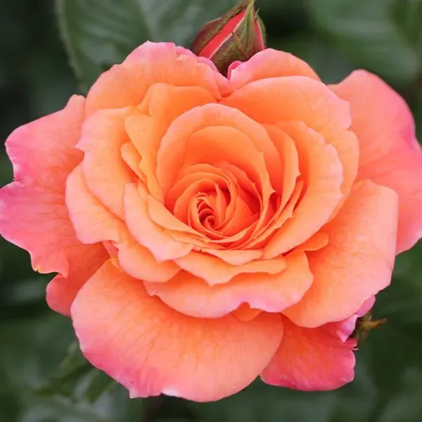 World Botanics Scent From Heaven klimroos 1 plant