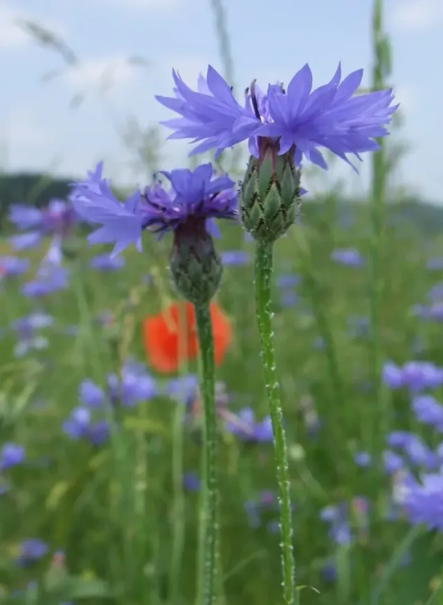 MediGran Centaurea cyanus Korenbloem zaden onbespoten
