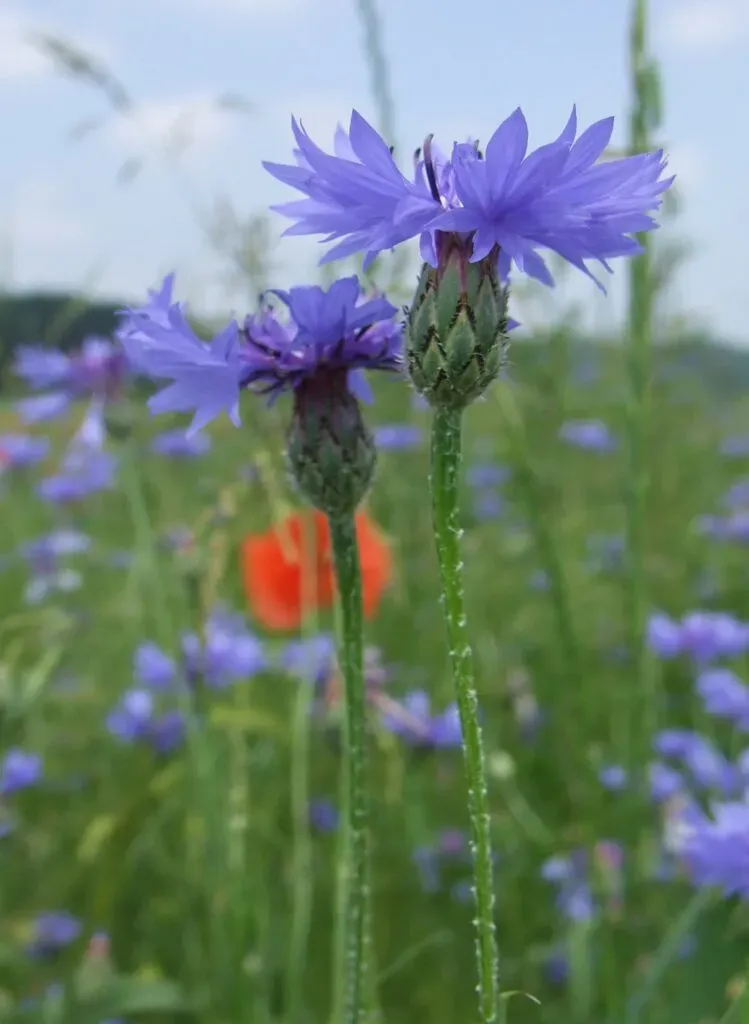 MediGran Centaurea cyanus Korenbloem zaden onbespoten