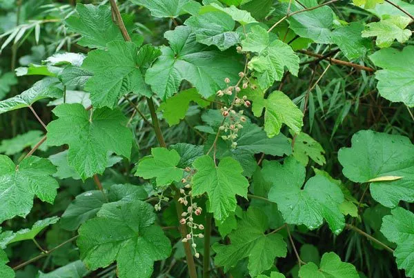 De Tuinen van MergenMetz Chinese braam plant Rubus setchuenensis doornloos