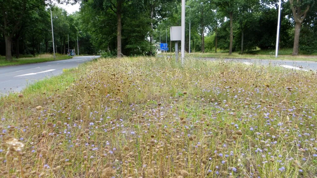 MediGran Graslandflora GD-62 bloemenzaden droge grond