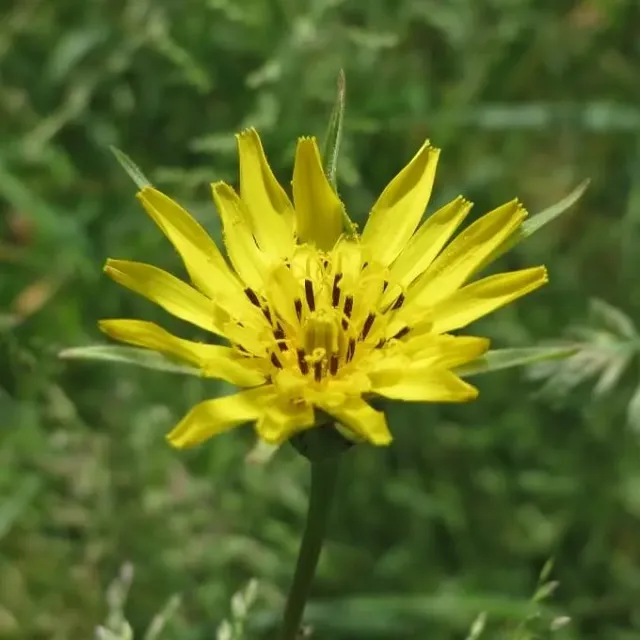 MediGran Tragopogon pratensis Gele morgenster zaden onbespoten