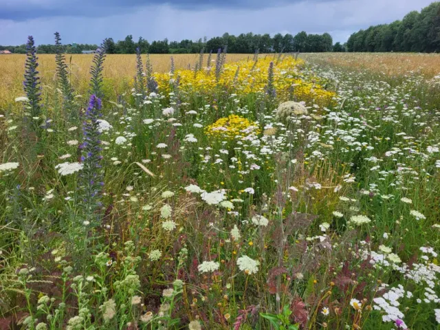 MediGran tijdelijk natuurmengsel TN-10 zaden inheems