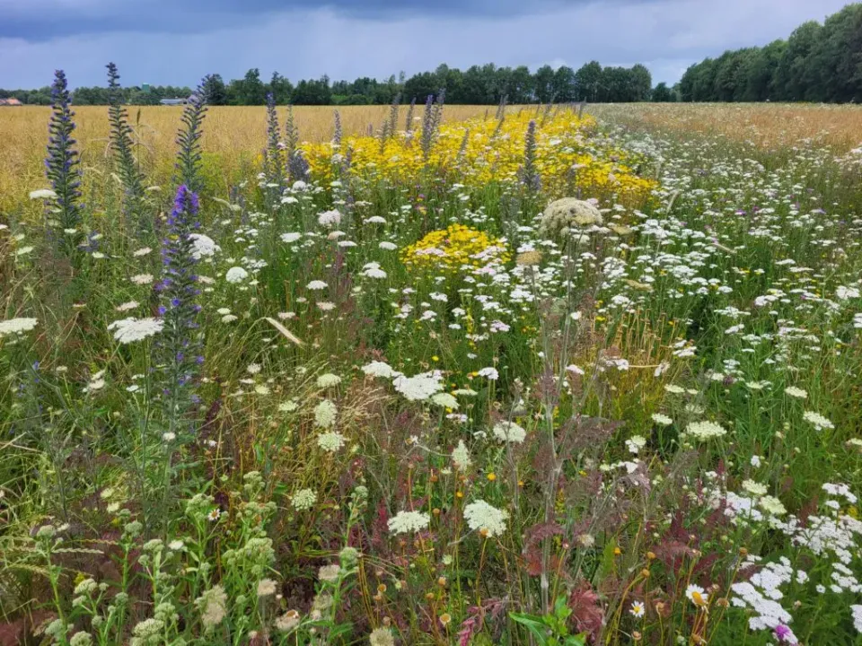 MediGran tijdelijk natuurmengsel TN-10 zaden inheems