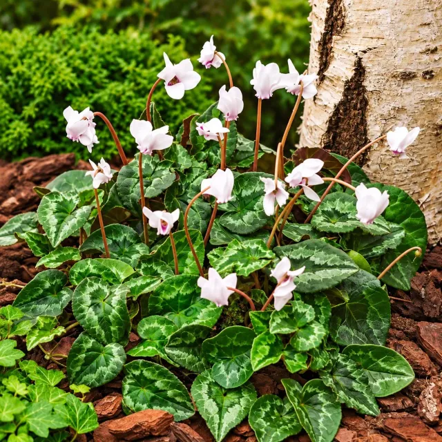 World Botanics Cyclamen hederifolium White potplant 9cm schaduw