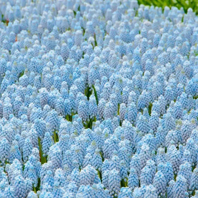 World Botanics Muscari Valerie Finnis bloembollen 20 stuks