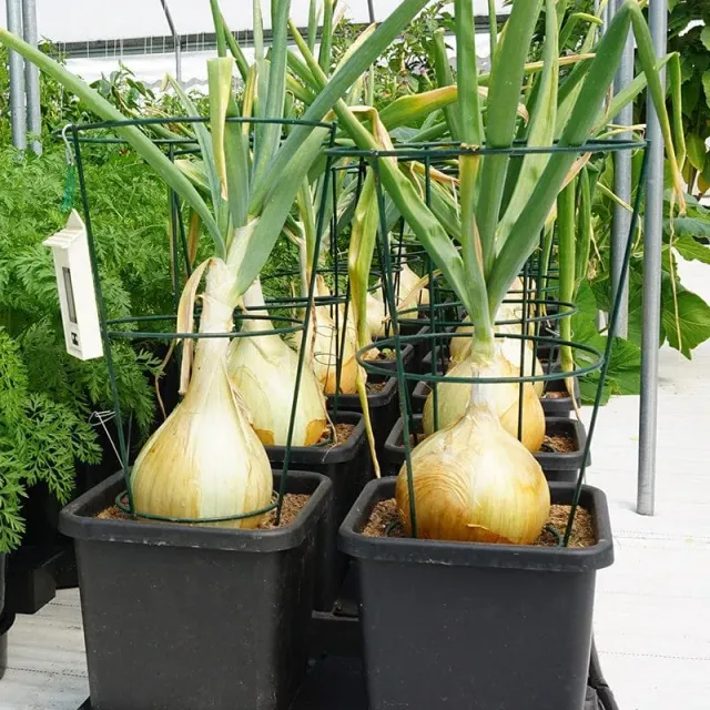 AutoPot Easy2grow bewateringssysteem 2 potten 47L