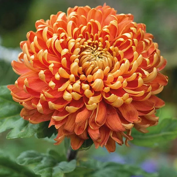 World Botanics Astro Collection chrysanten planten 15 stuks mix