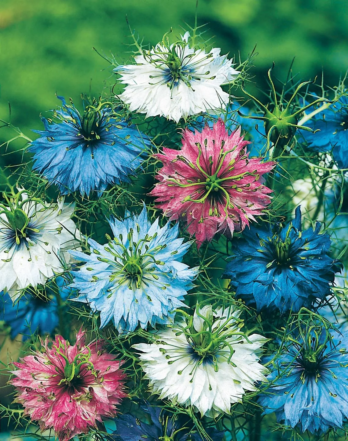 World Botanics Persian Jewels nigella zaden bloemenmix