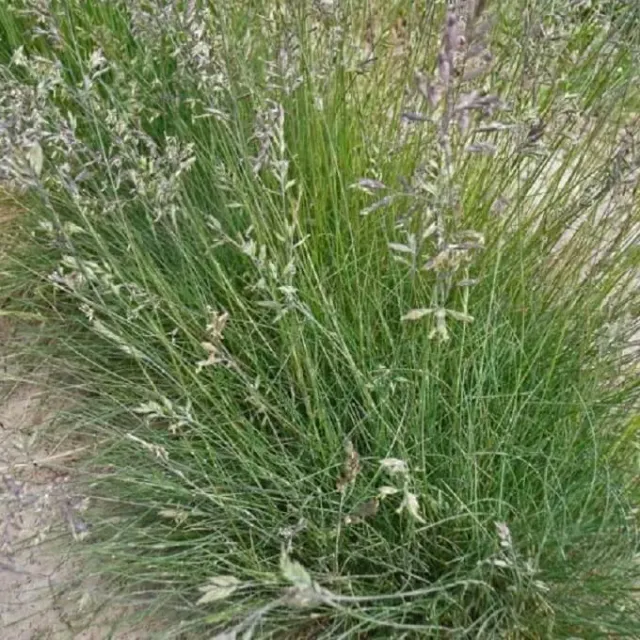 MediGran Festuca ovina schapengras zaden onbespoten