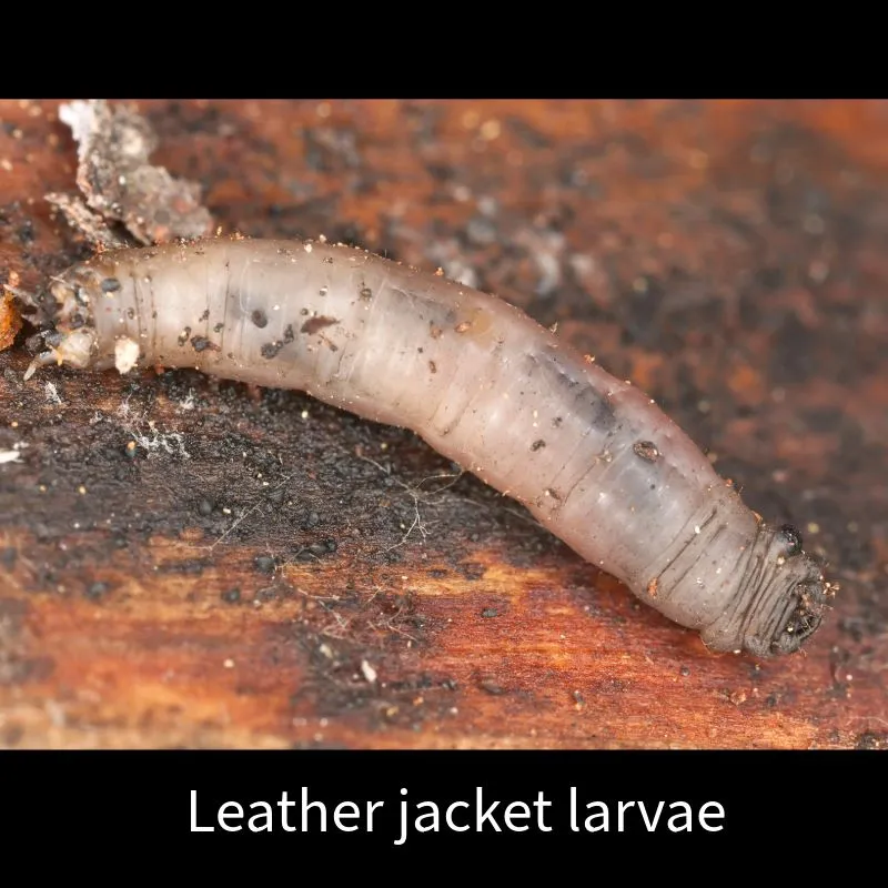 World Botanics Leatherjacket Control aaltjes 100 m2 biologisch