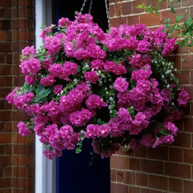 World Botanics Tumbelina Candy Floss petunia planten roze