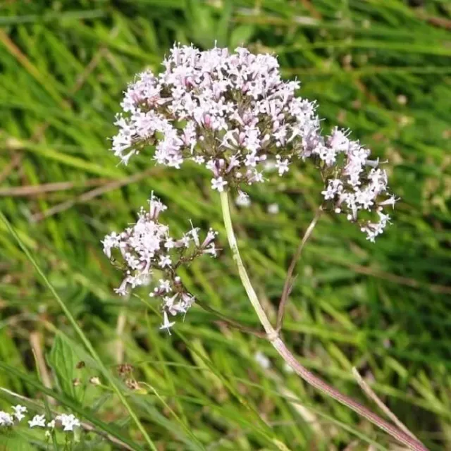 MediGran Valeriana officinalis zaden echte valeriaan