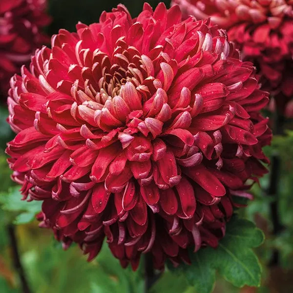 World Botanics Prelude chrysanten jonge planten 5 stuks snijbloem