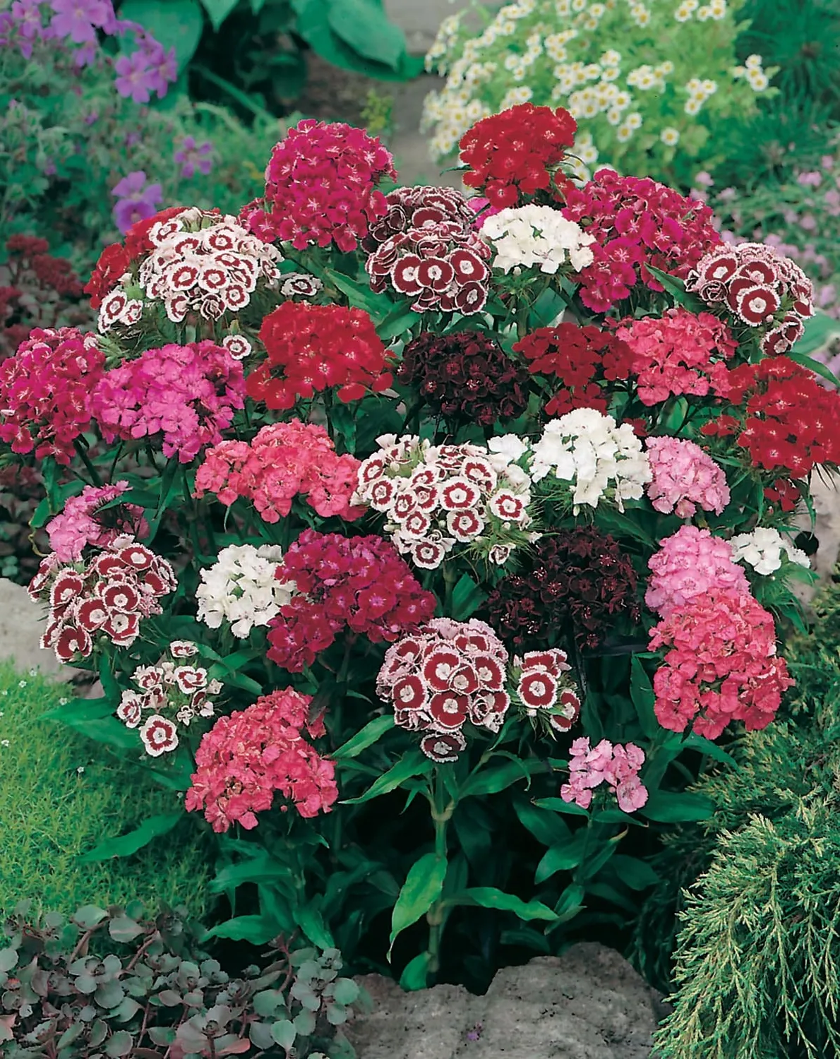 World Botanics Sweet William Single Mixed zaden geurend