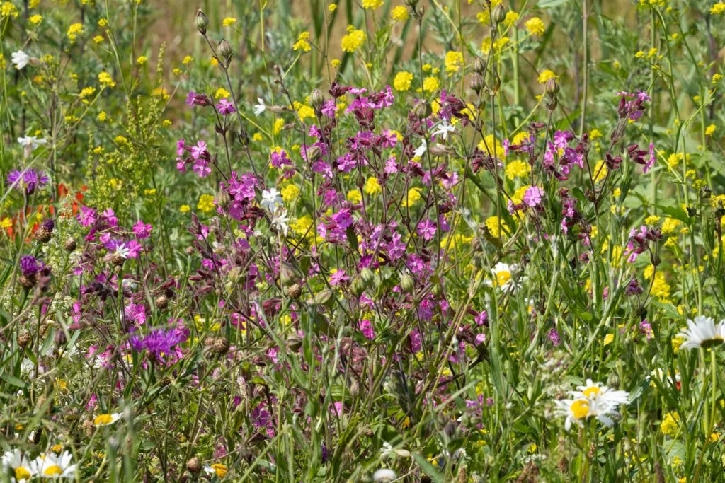 MediGran Wadiflora WA-10 wadizaden inheems