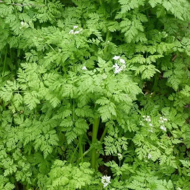 MediGran Anthriscus cerefolium kervel zaden onbespoten