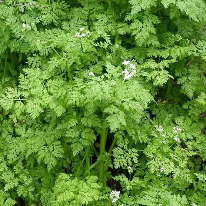 MediGran Anthriscus cerefolium kervel zaden onbespoten