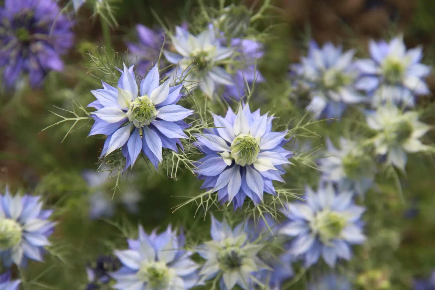 Vitale Rassen Juffertje-in-het-groen Blauw zaden