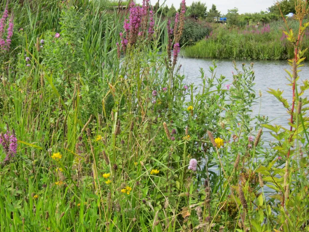 MediGran Ruigteflora RN-27 zaden natte bodem onbespoten