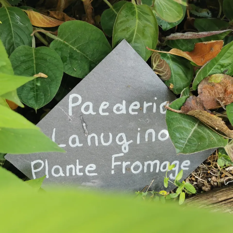 De Tuinen van MergenMetz Kaasplant P6 potje camembertsmaak