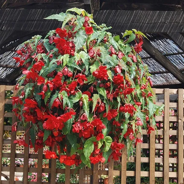 World Botanics Illumination Scarlet F1 begonia pluggen rood