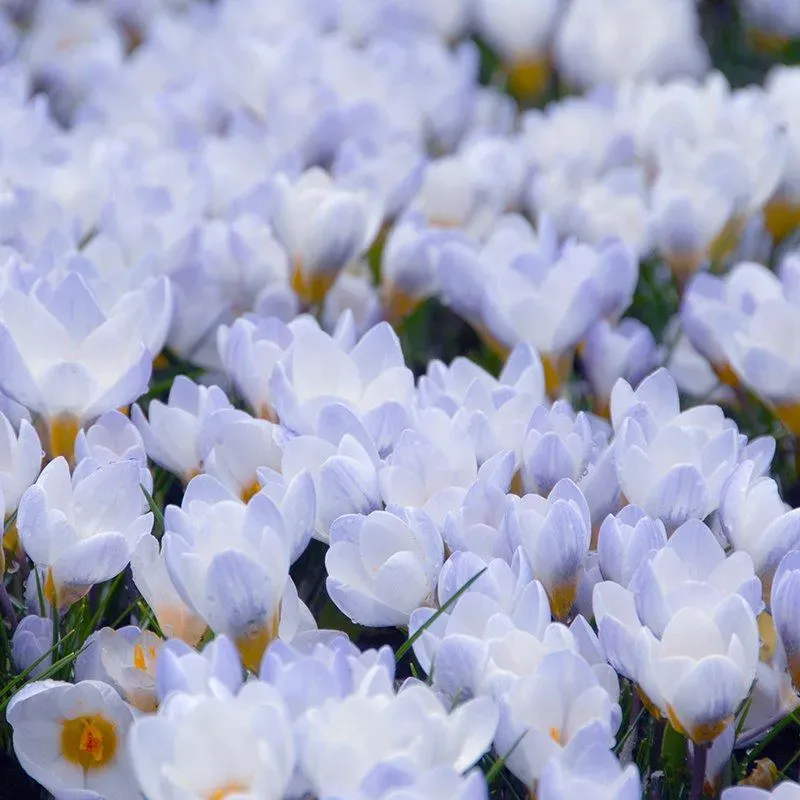 World Botanics Blue Pearl krokus bloembollen 25 blauw