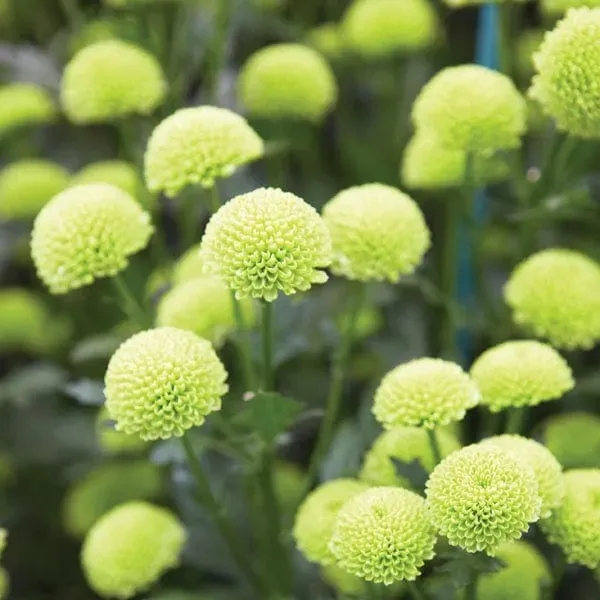 World Botanics Woolmans Lola Green Chrysant plant limoengroen