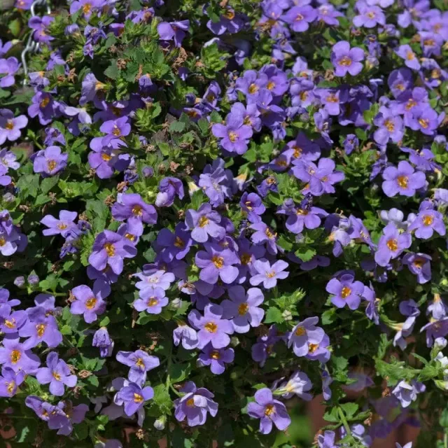World Botanics Bacopa Blue hangplant 15 stuks blauw