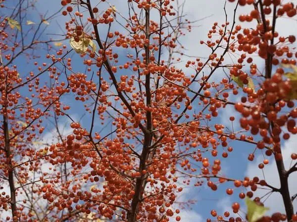 De Tuinen van MergenMetz Malus toringo Siebolds wilde appel plant