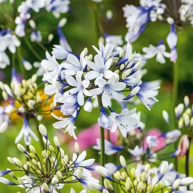 World Botanics Twister Agapanthus potplant 9cm tweekleurig