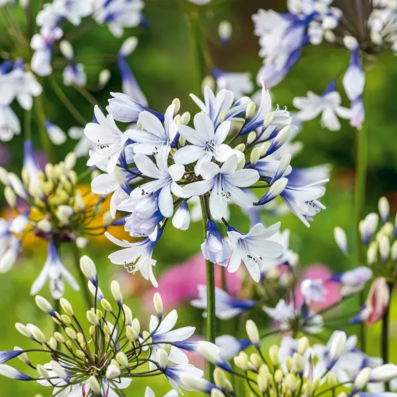 World Botanics Twister Agapanthus potplant 9cm tweekleurig