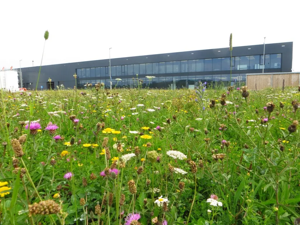 MediGran Nectarflora NGD-50 bloemenzaad inheems mengsel