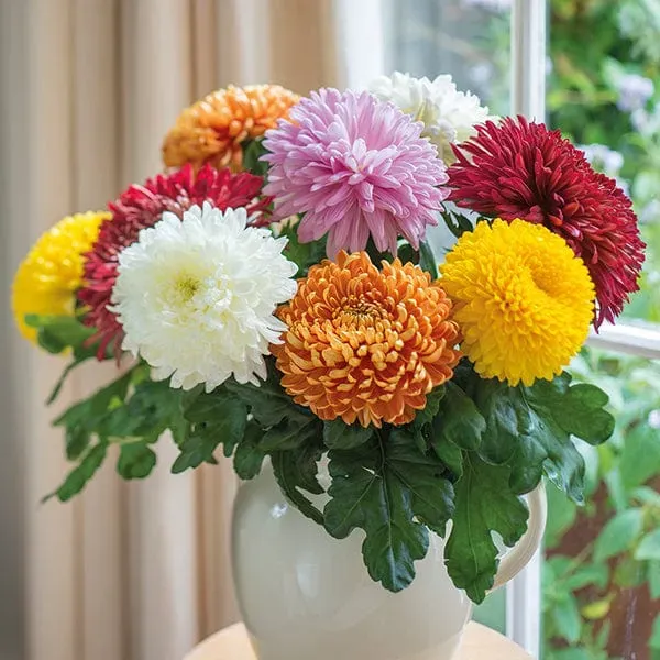 World Botanics Prelude chrysanten jonge planten 5 stuks snijbloem