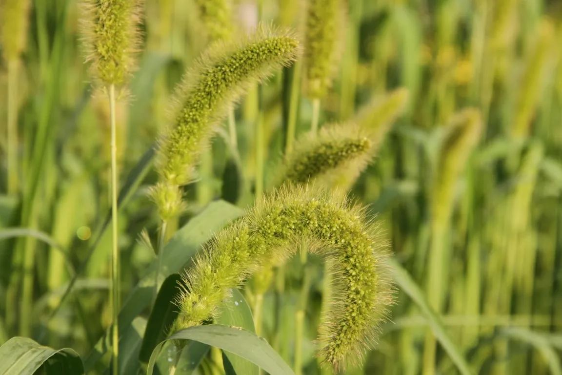 Vitale Rassen Bloemenmix Vogelzadenmix zaden onbespoten