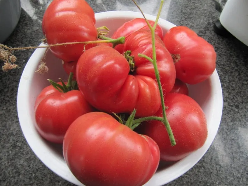 De Tuinen van MergenMetz Mortgage Lifter tomatenzaden 15 zaden saus