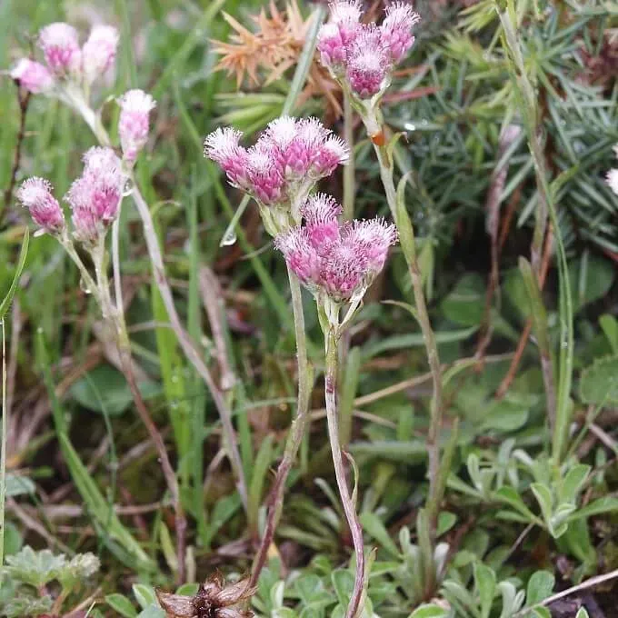 MediGran Antennaria dioica Rozenkransje zaden rots