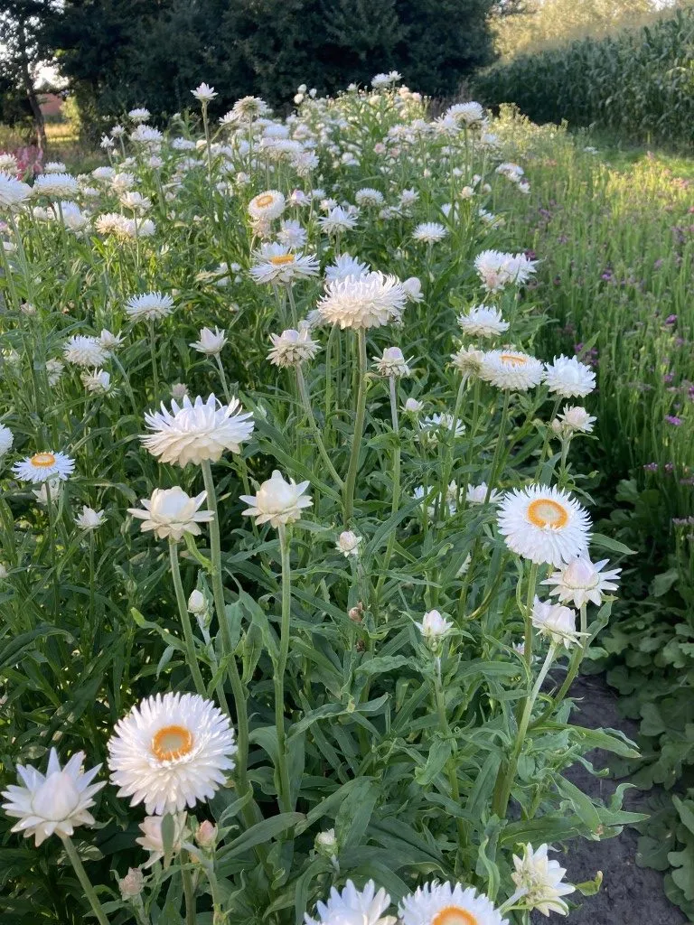 Vitale Rassen Strobloem Vintage White zaden wit