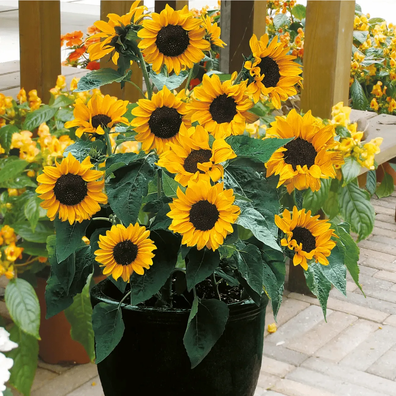 Johnsons Babyface F1 zonnebloemzaden compact 60 cm