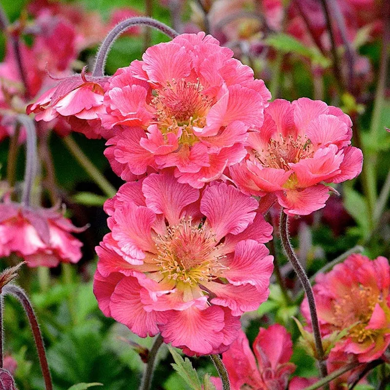 World Botanics Geum Pink Petticoats vaste plant 3 jonge planten