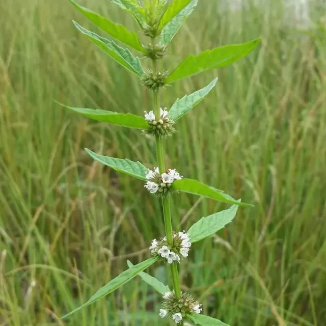 MediGran Wolfspoot Lycopus europaeus zaden onbespoten