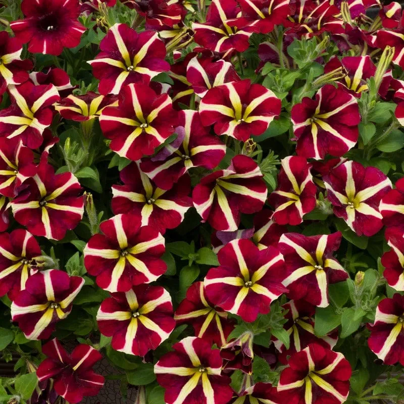 World Botanics Fanfare Heartbreaker petunia 5 jonge planten rood-geel