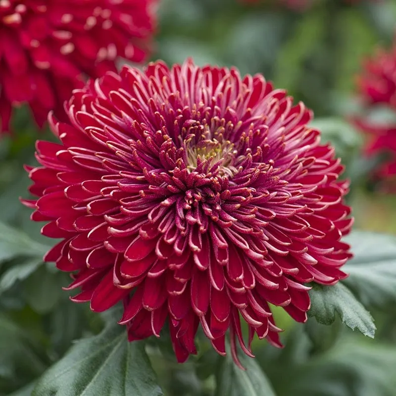 World Botanics Chrysanthemum Growers Collection 5 planten snijmix