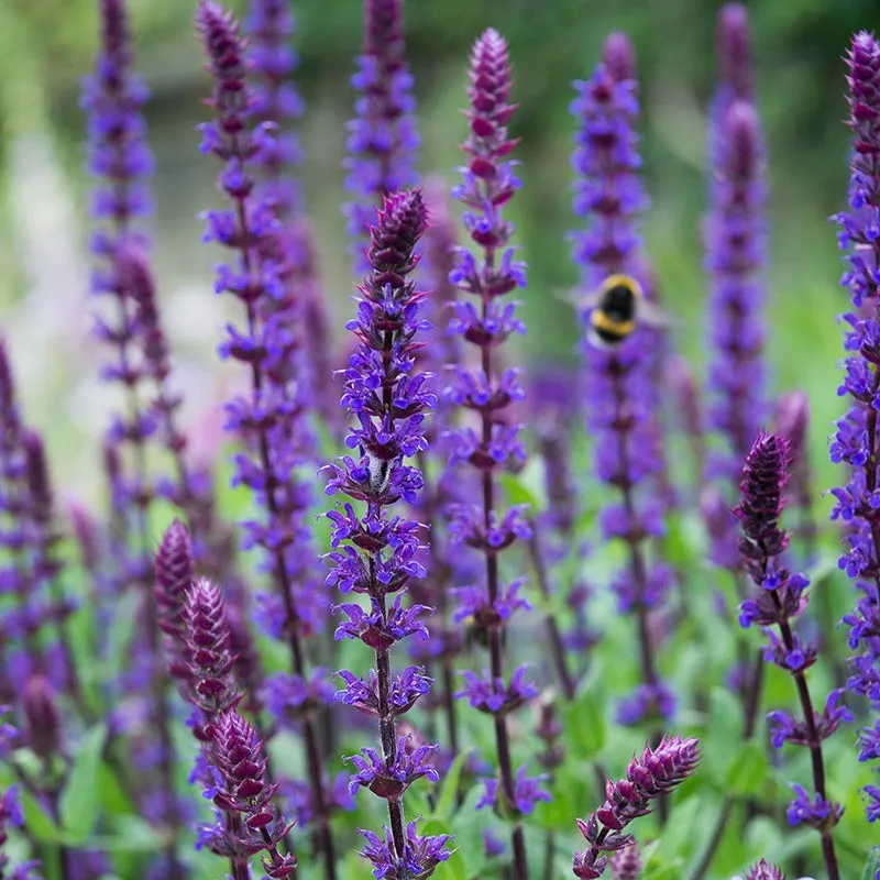 World Botanics Salvatore Blue salvia planten 15 stuks bijen