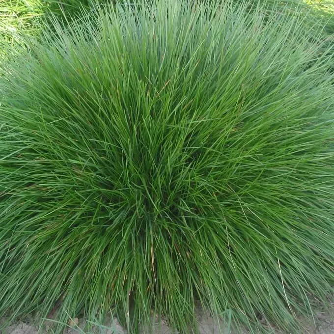 MediGran Festuca rubra ssp. commutata zaden onbespoten