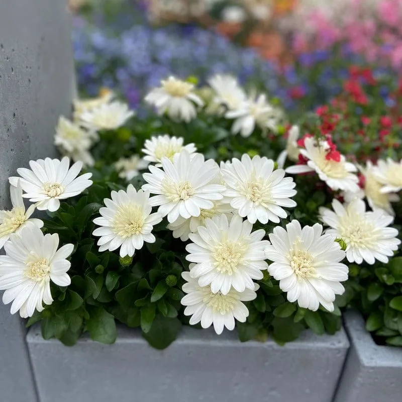 World Botanics Osteospermum Double Nanuk jonge planten 5 stuks wit