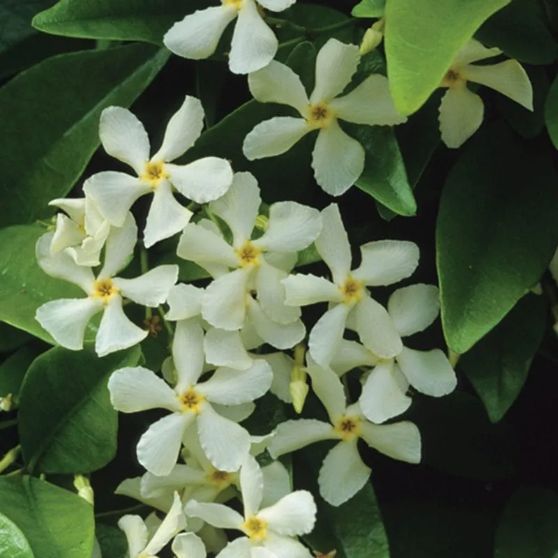 World Botanics Trachelospermum jasminoides sterjasmijn klimplant 9cm