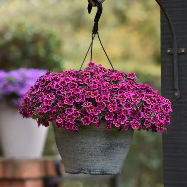 World Botanics Calibrachoa Goodnight Kiss jonge planten 5 stuks