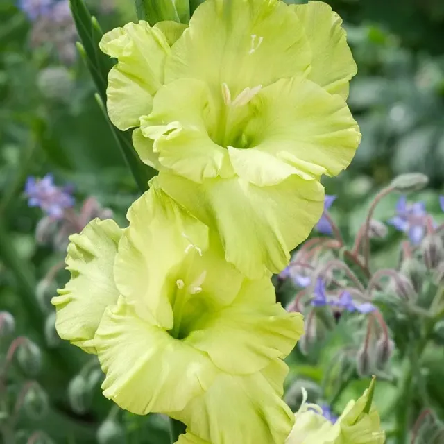 World Botanics Green Star gladiolenbollen limoengroen