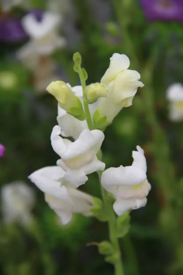Vitale Rassen Maryland Appleblossom leeuwenbek zaden onbespoten